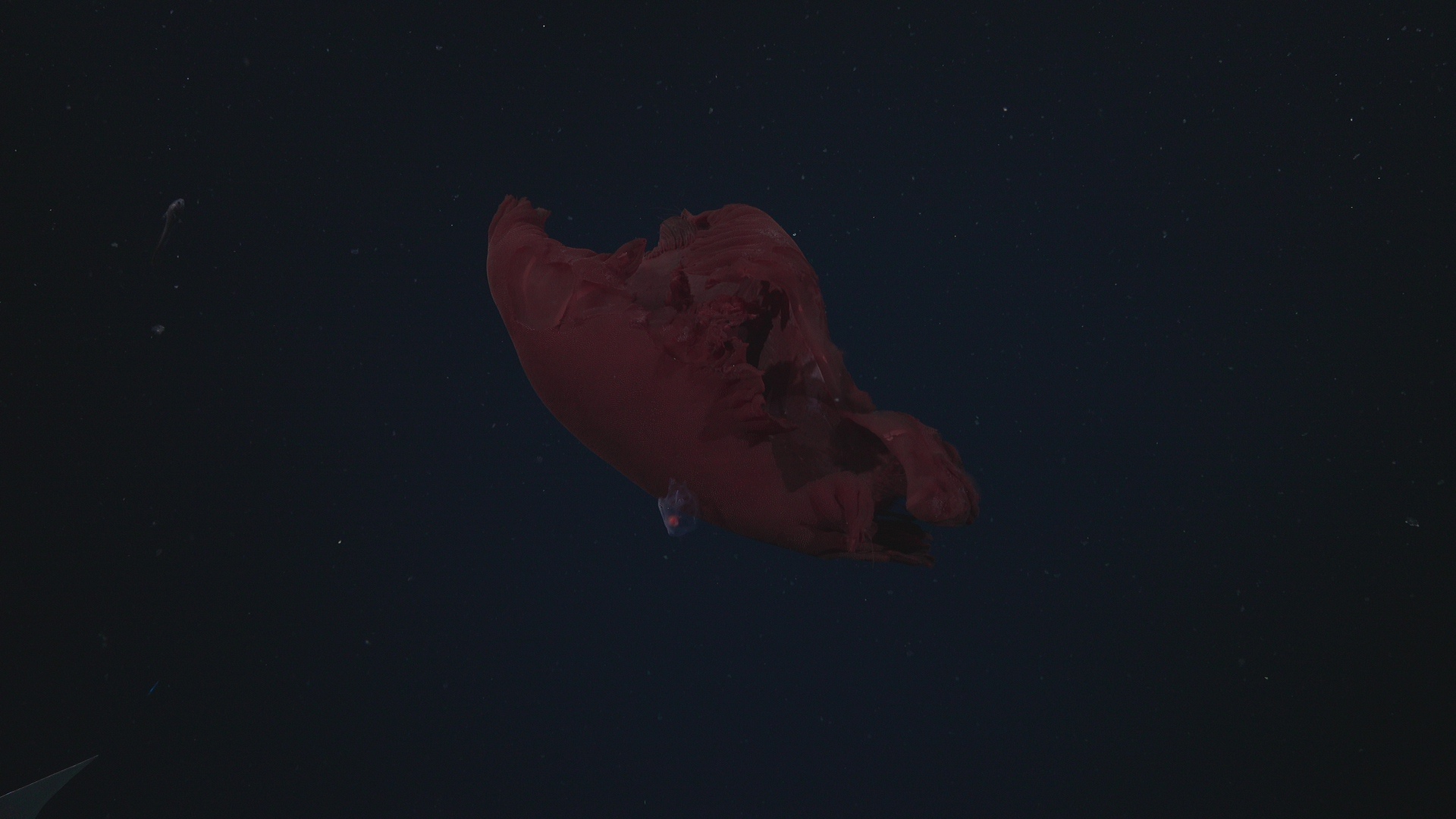 Red jelly fish