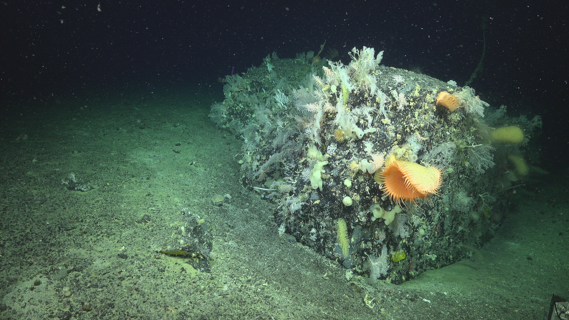 Biodiversity rock