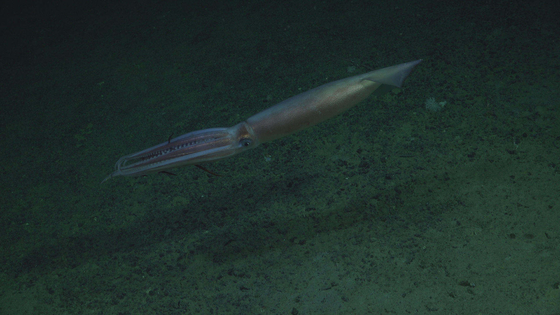 Deep Sea Romantic Story II