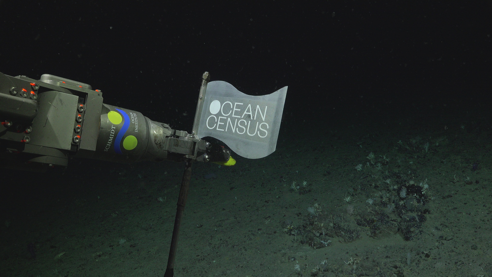 Ocean Census Flag: World Taxonomy Appreciation Day