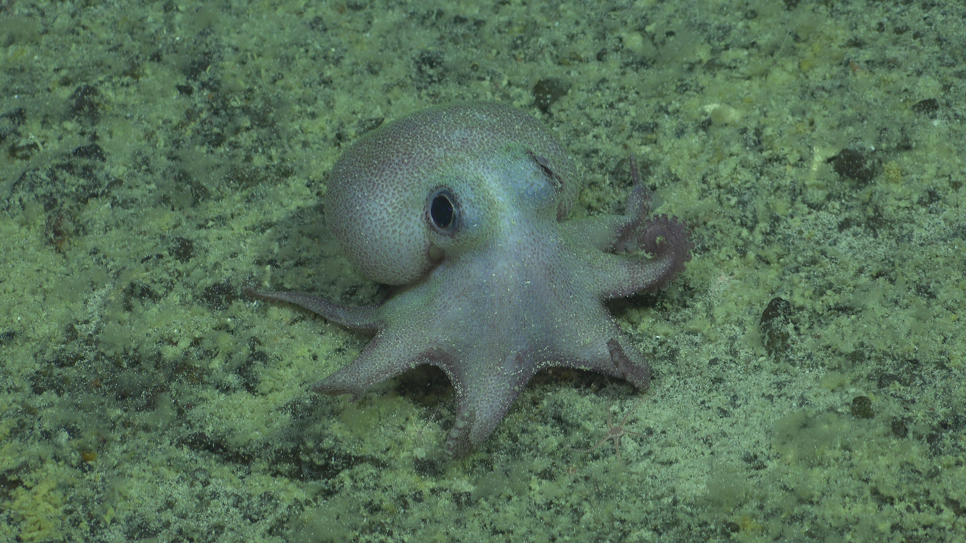 Octopus