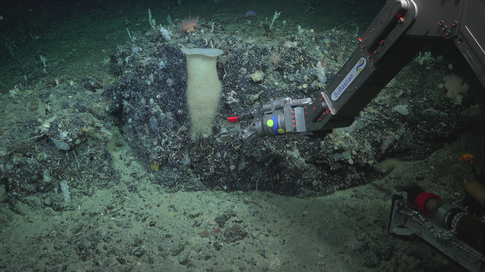 Giant sponge