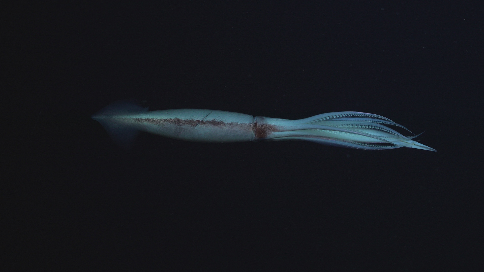 Deep Sea Romantic Story III
