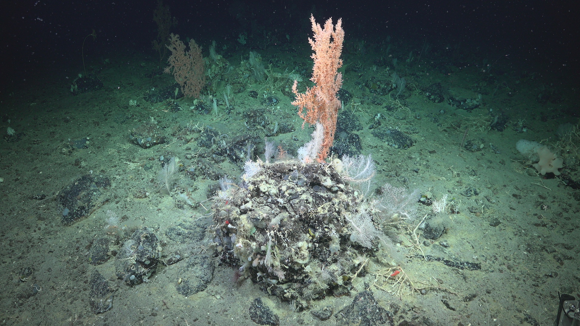 Biodiversity busy rock