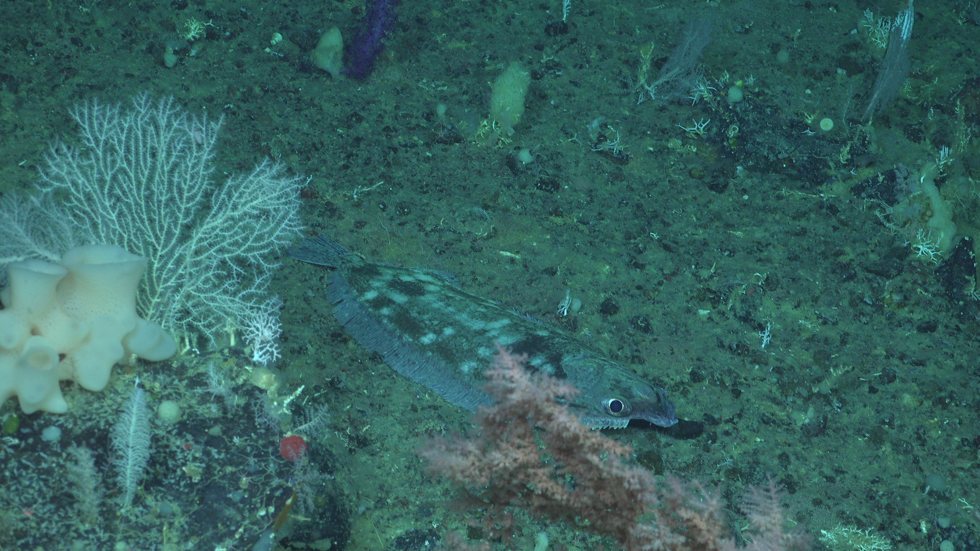 Flat fish