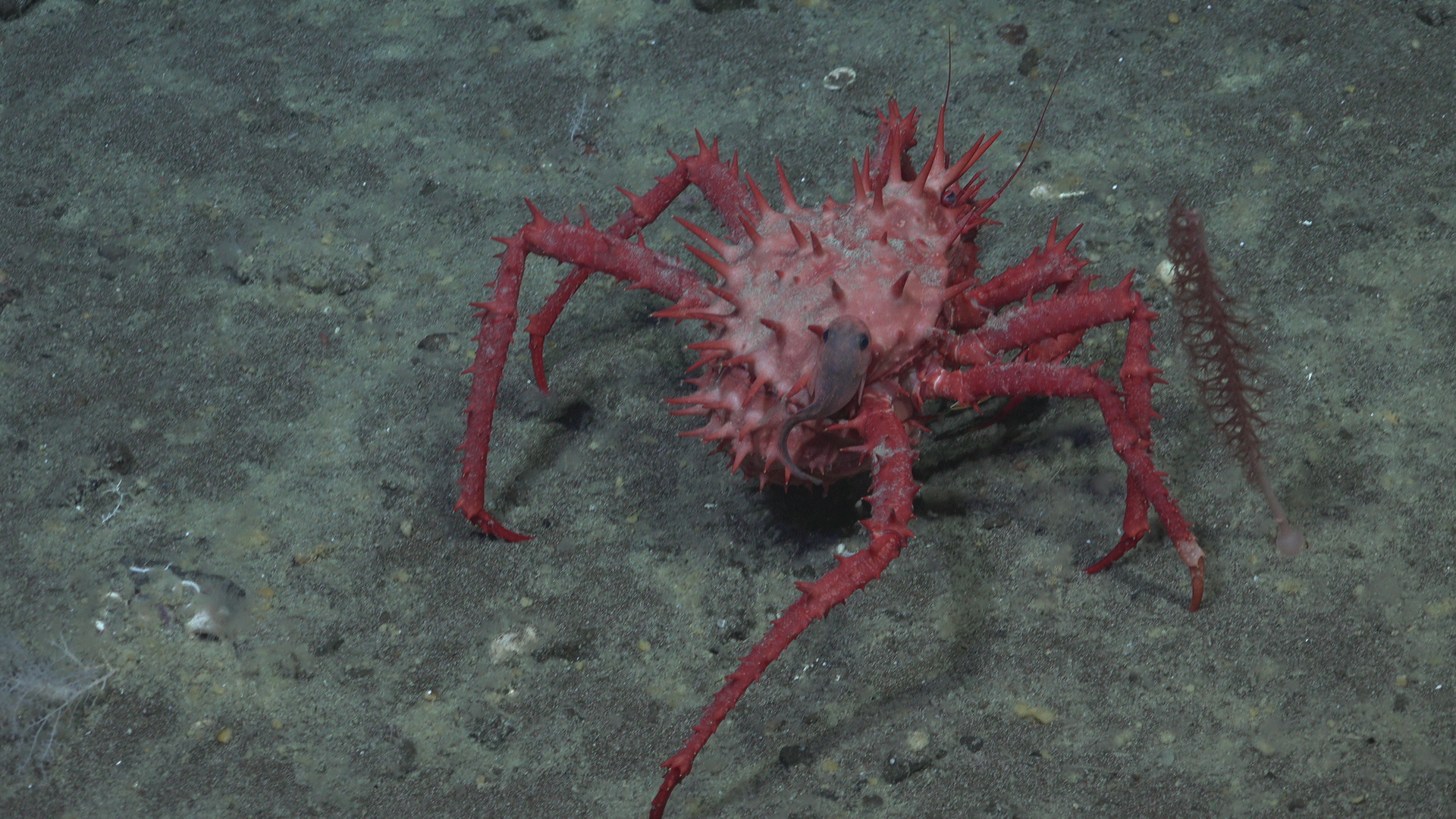 Coral, octopus, and king crab carrying a guest