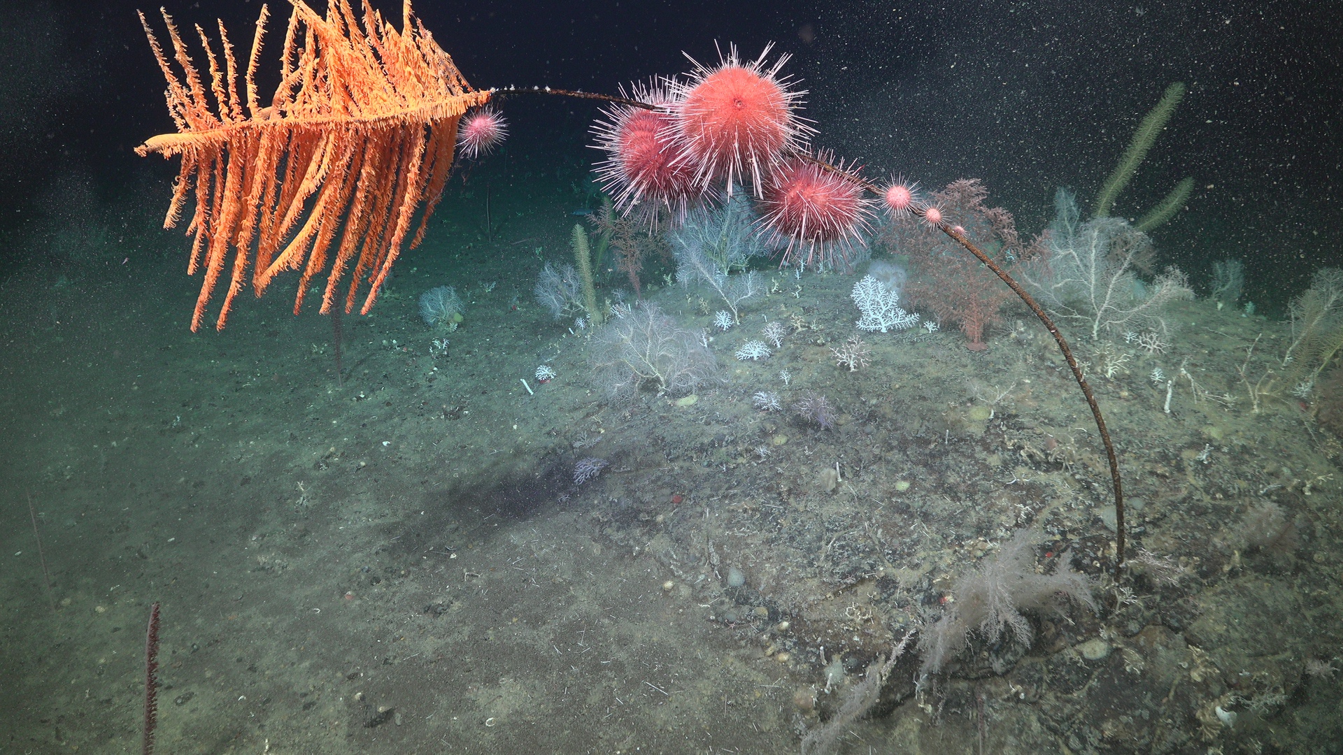Urchin palm