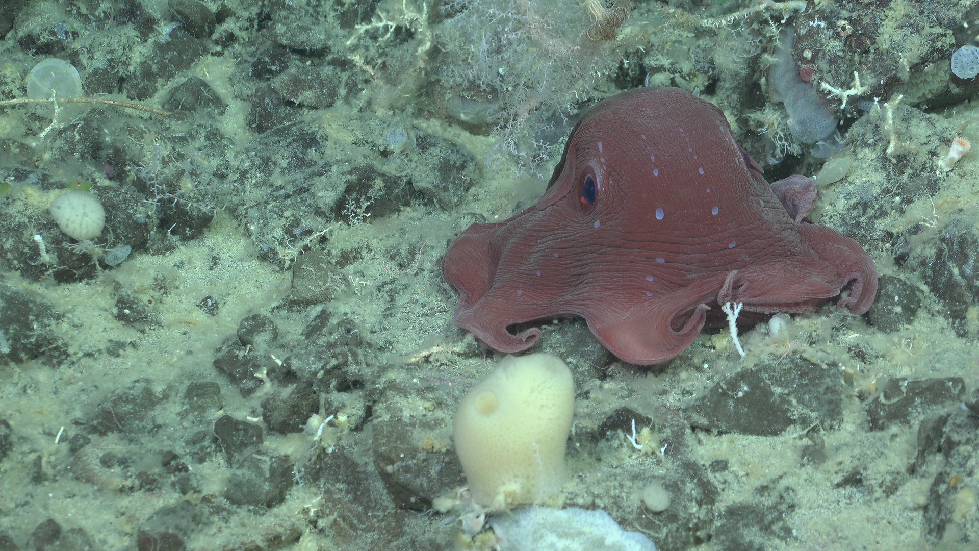 Octopus