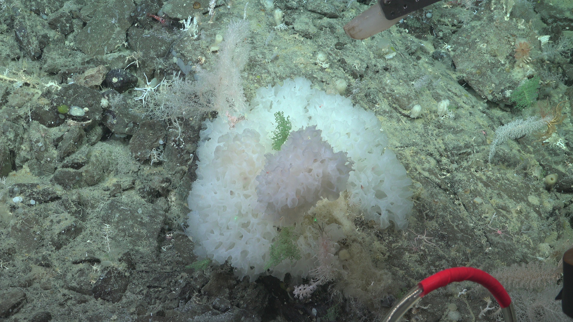 White glass sponge and green coral
