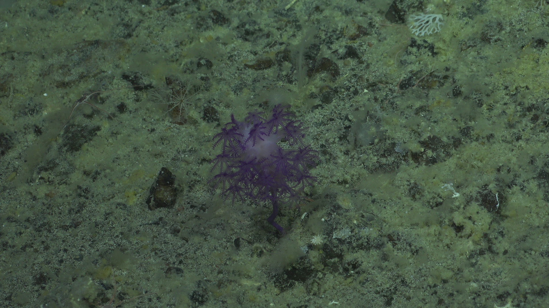 Purple coral