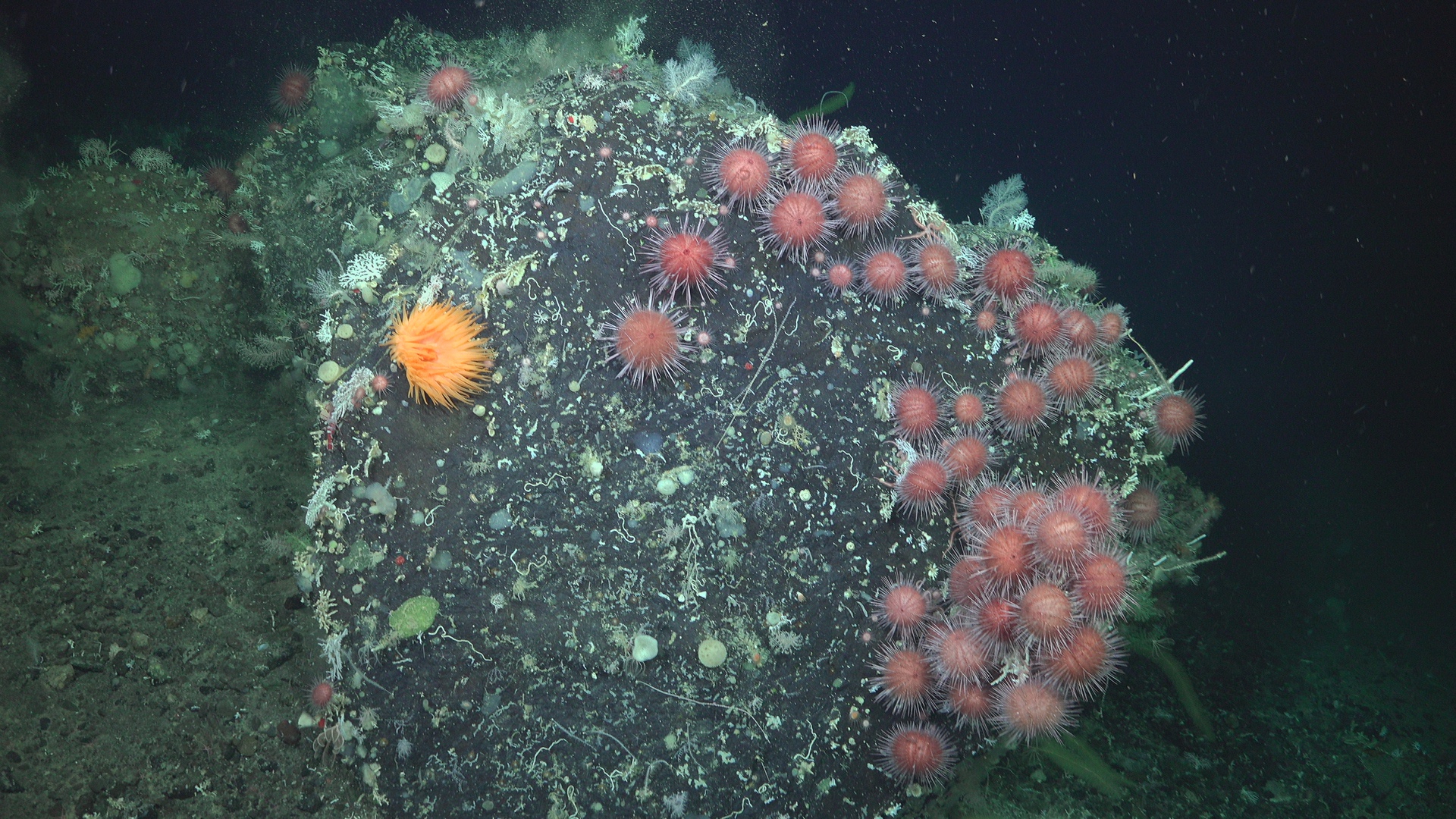 Beautiful biodiversity rock