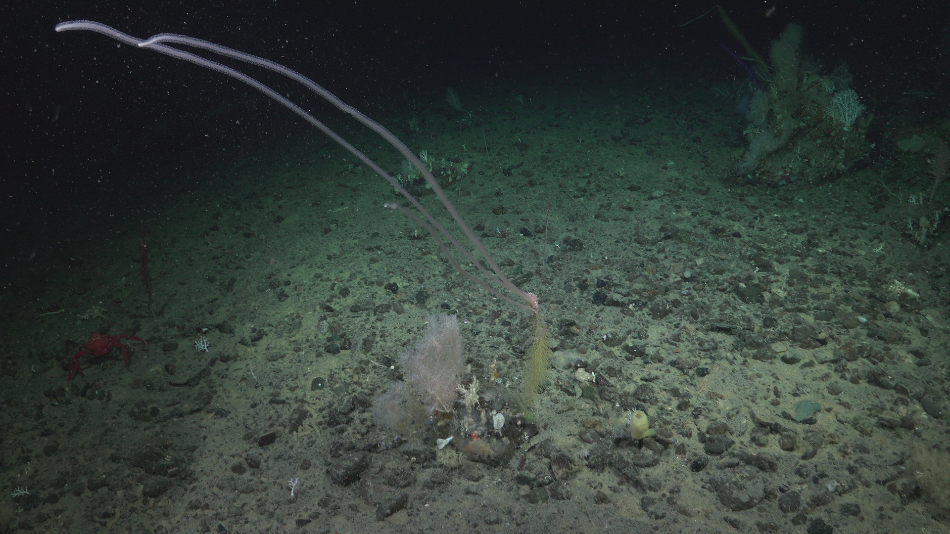Worm like hydroids