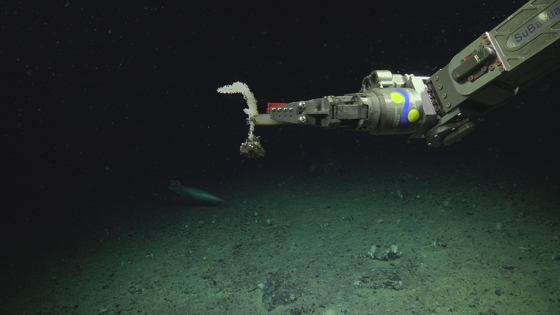 Deep Sea Romantic Story I