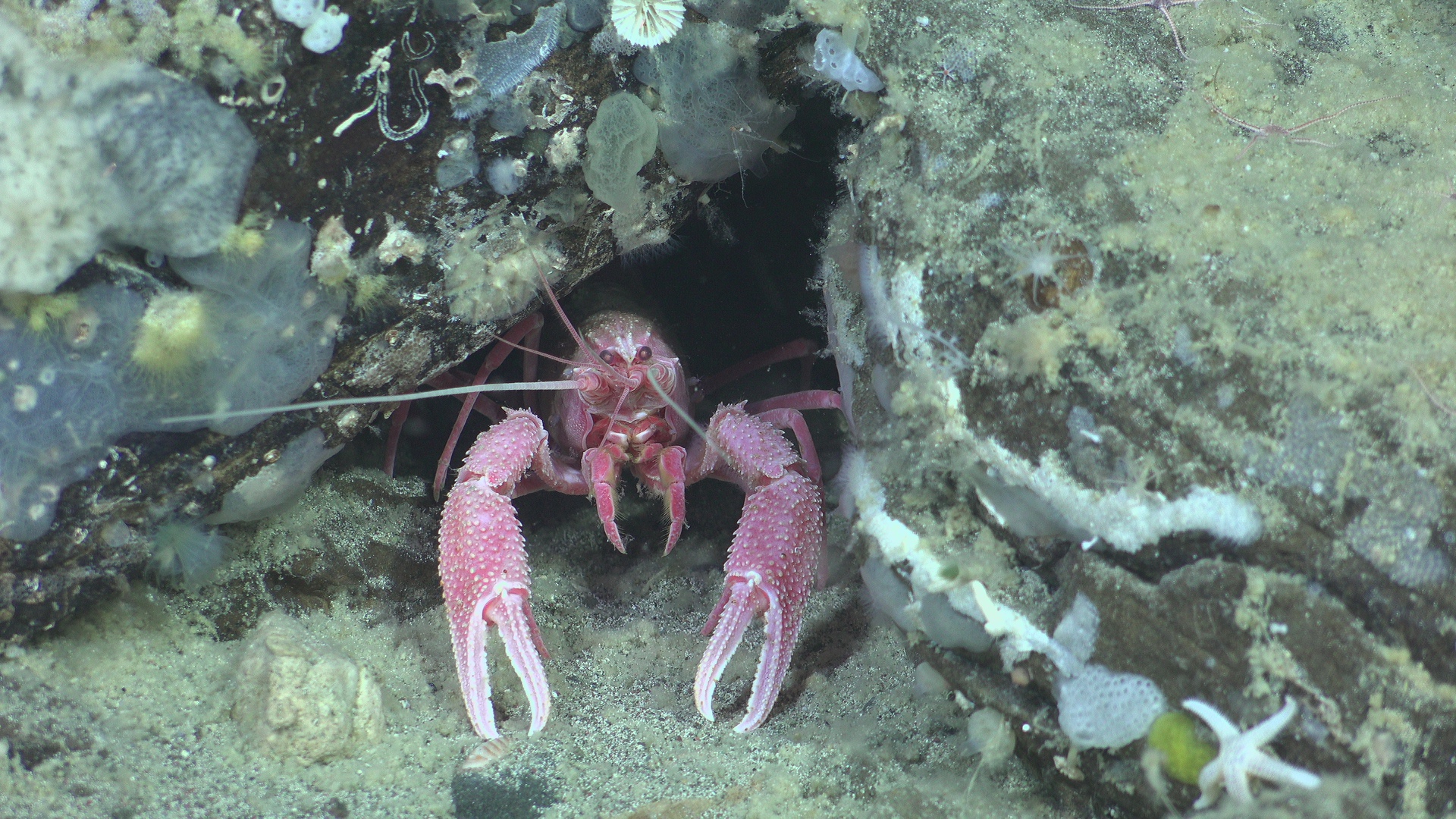 Lobster and crab in their sponge garden