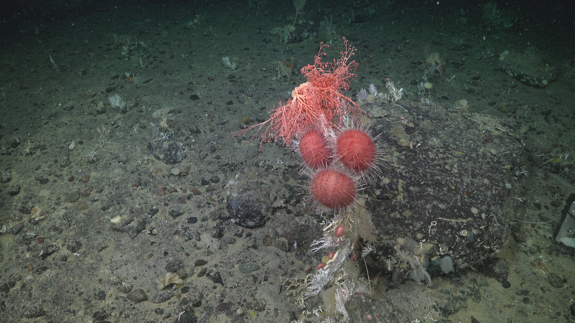 Urchin tree
