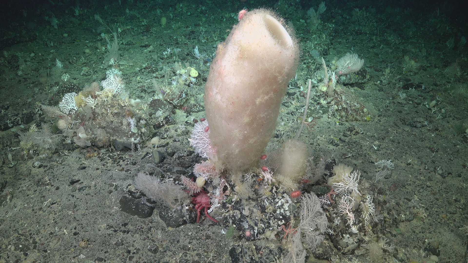 Sponge tower and its citizens