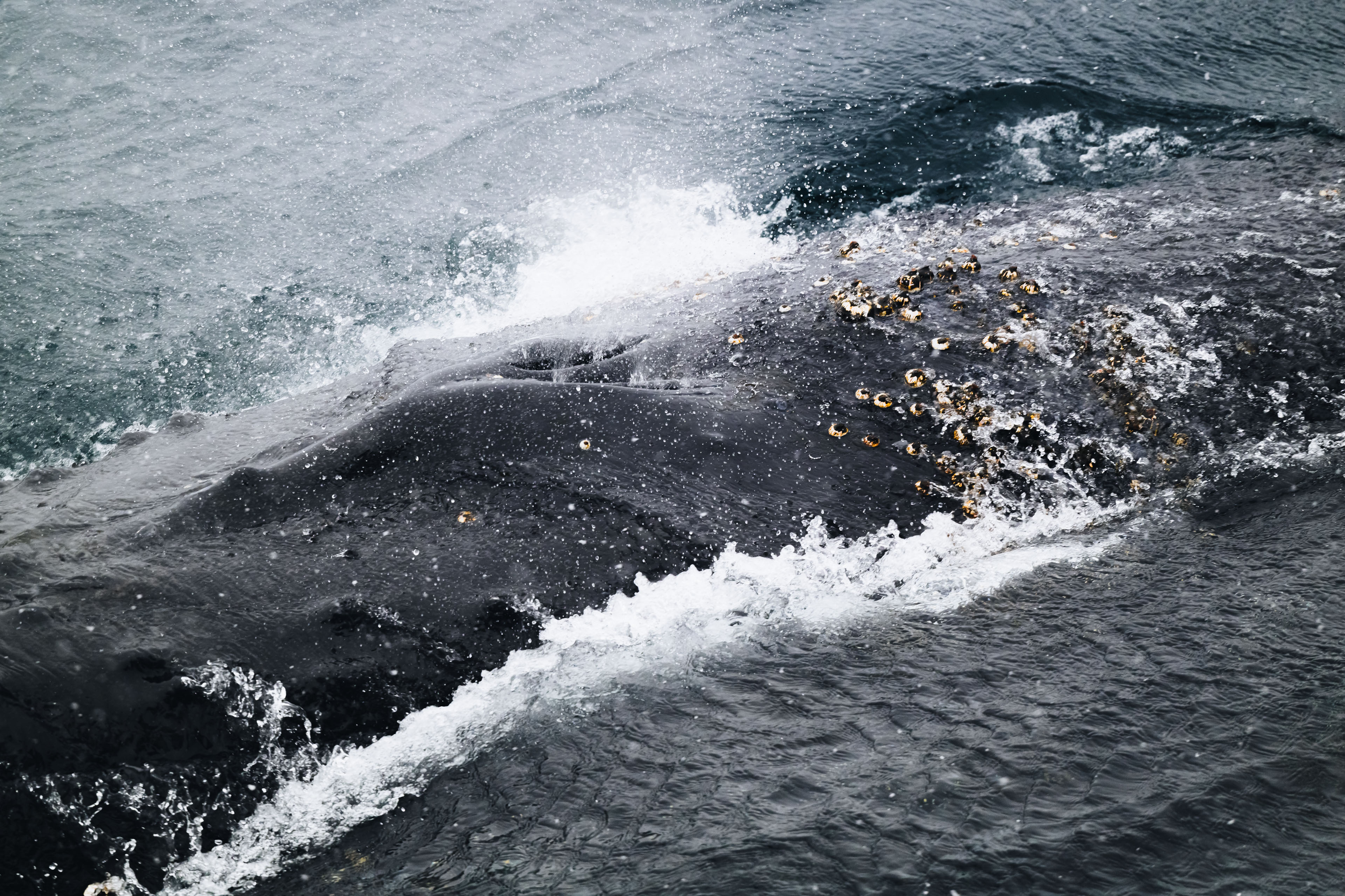Humpback Whale, *Megaptera novaeangliae* © Zhehao Hu
