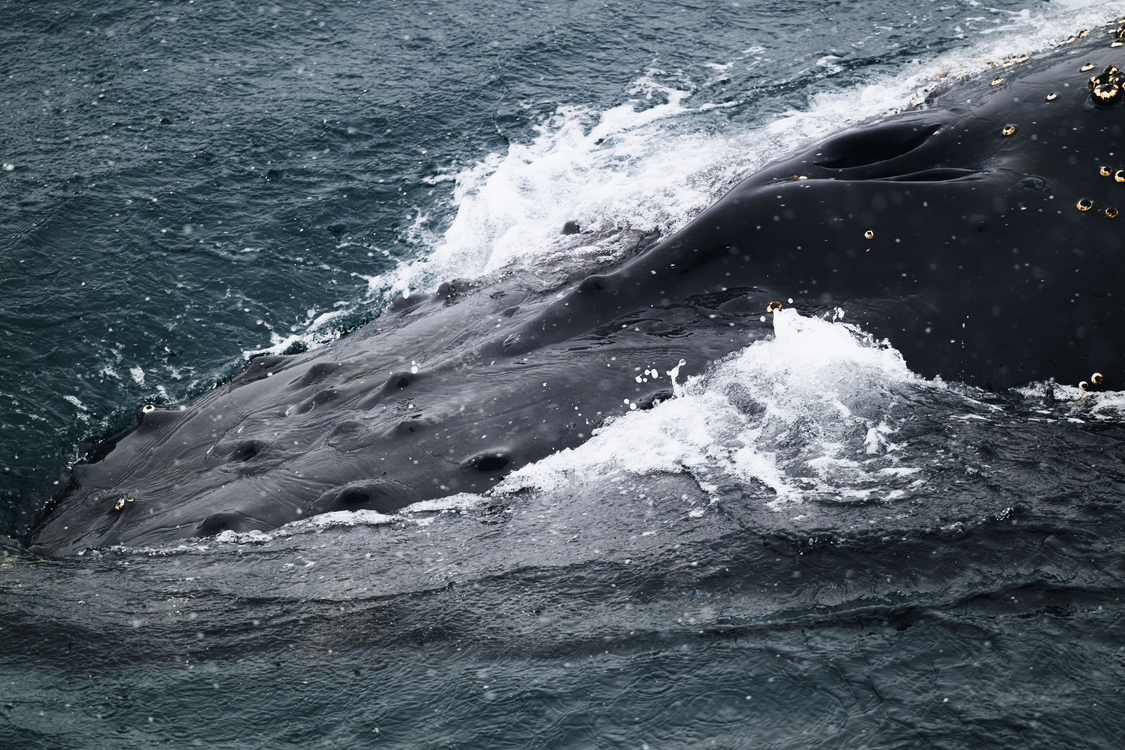 Humpback Whale, *Megaptera novaeangliae* © Zhehao Hu