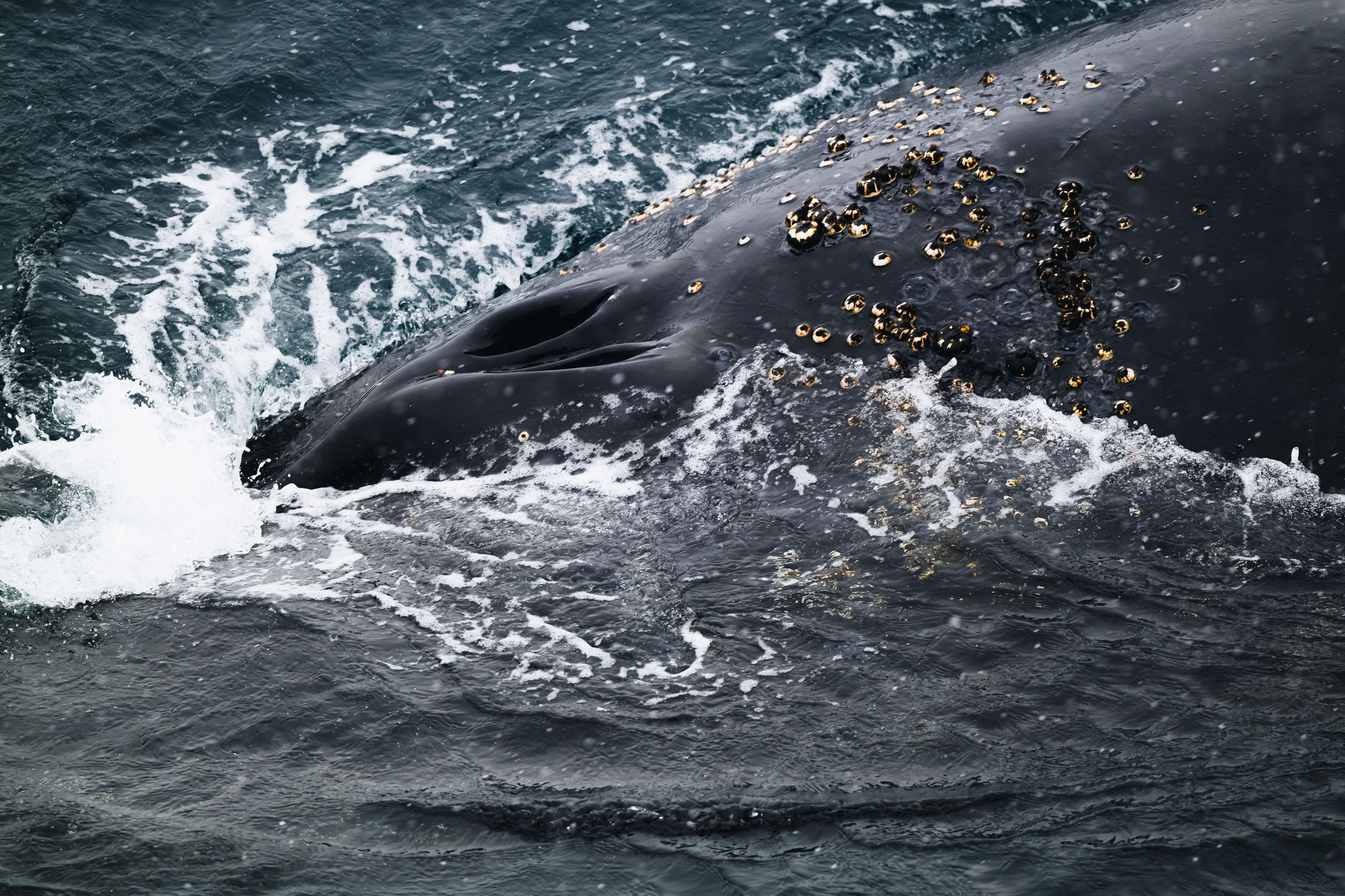 Humpback Whale, *Megaptera novaeangliae* © Zhehao Hu
