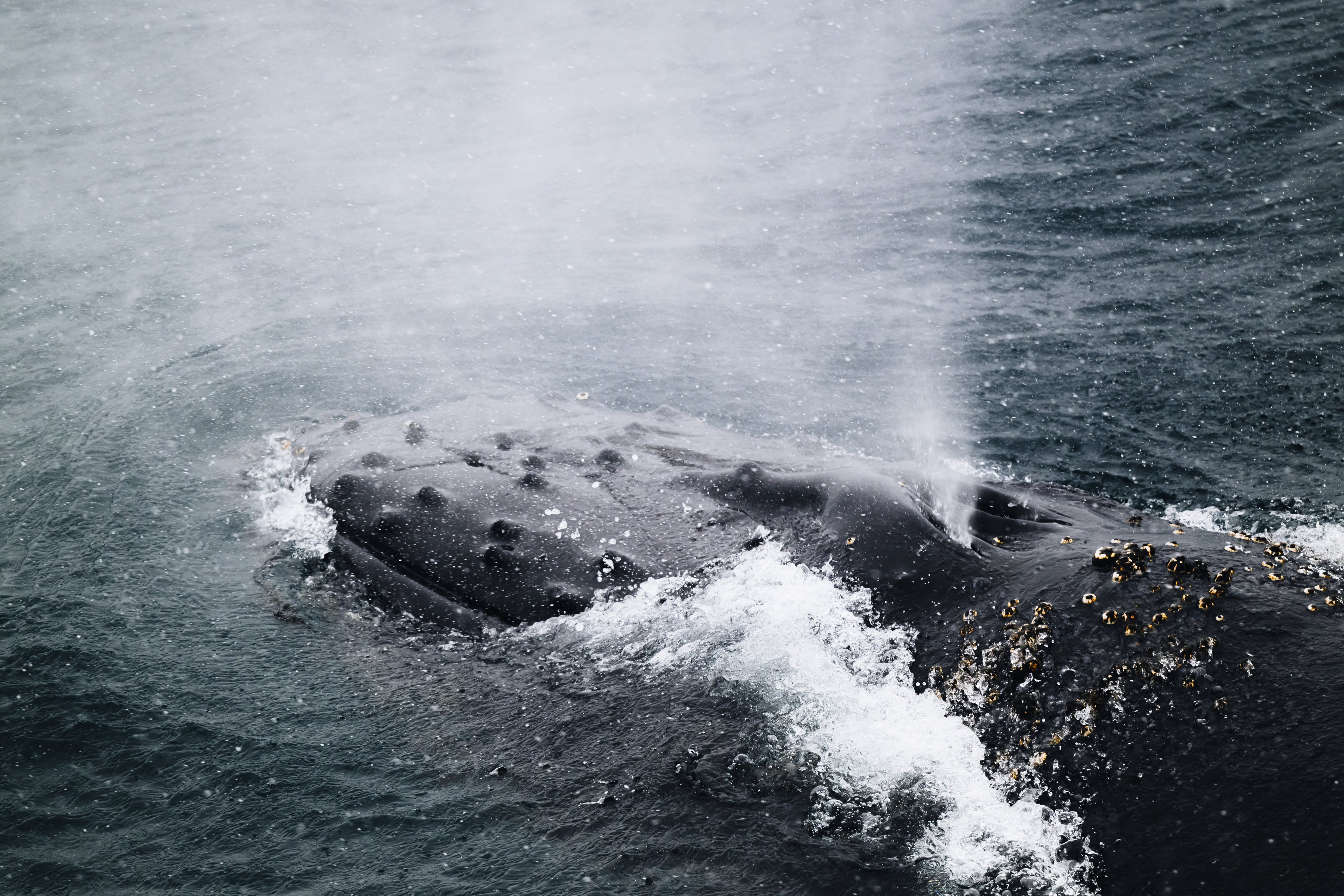 Humpback Whale, *Megaptera novaeangliae* © Zhehao Hu