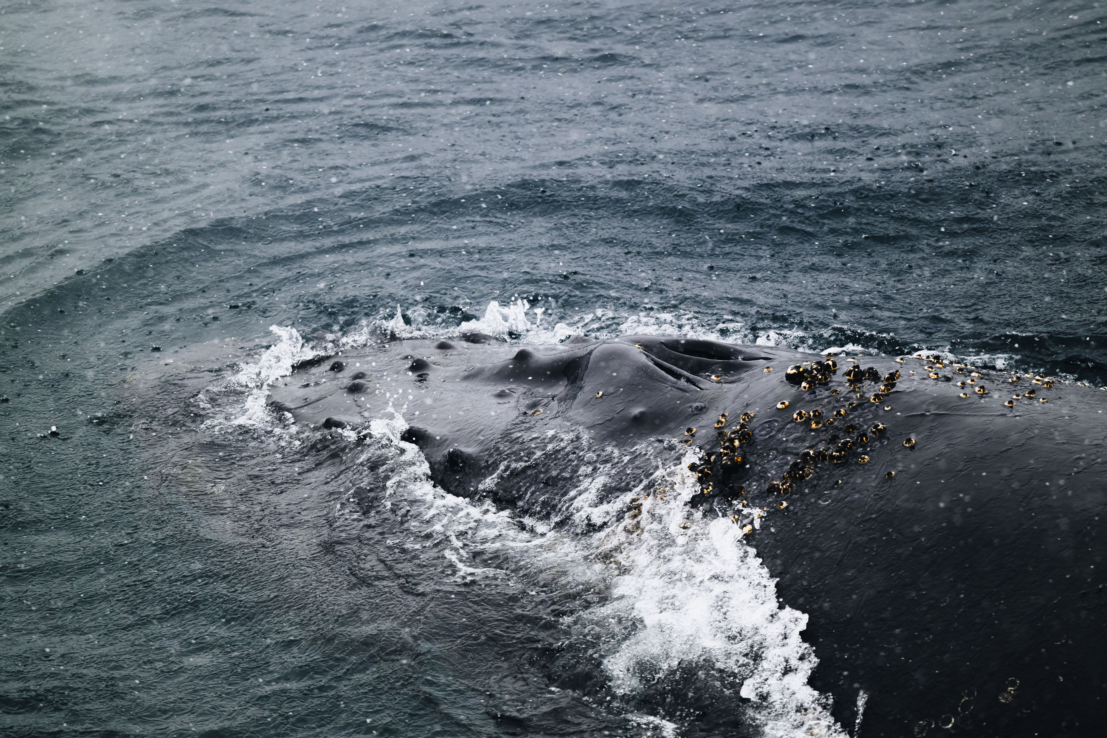 Humpback Whale, *Megaptera novaeangliae* © Zhehao Hu