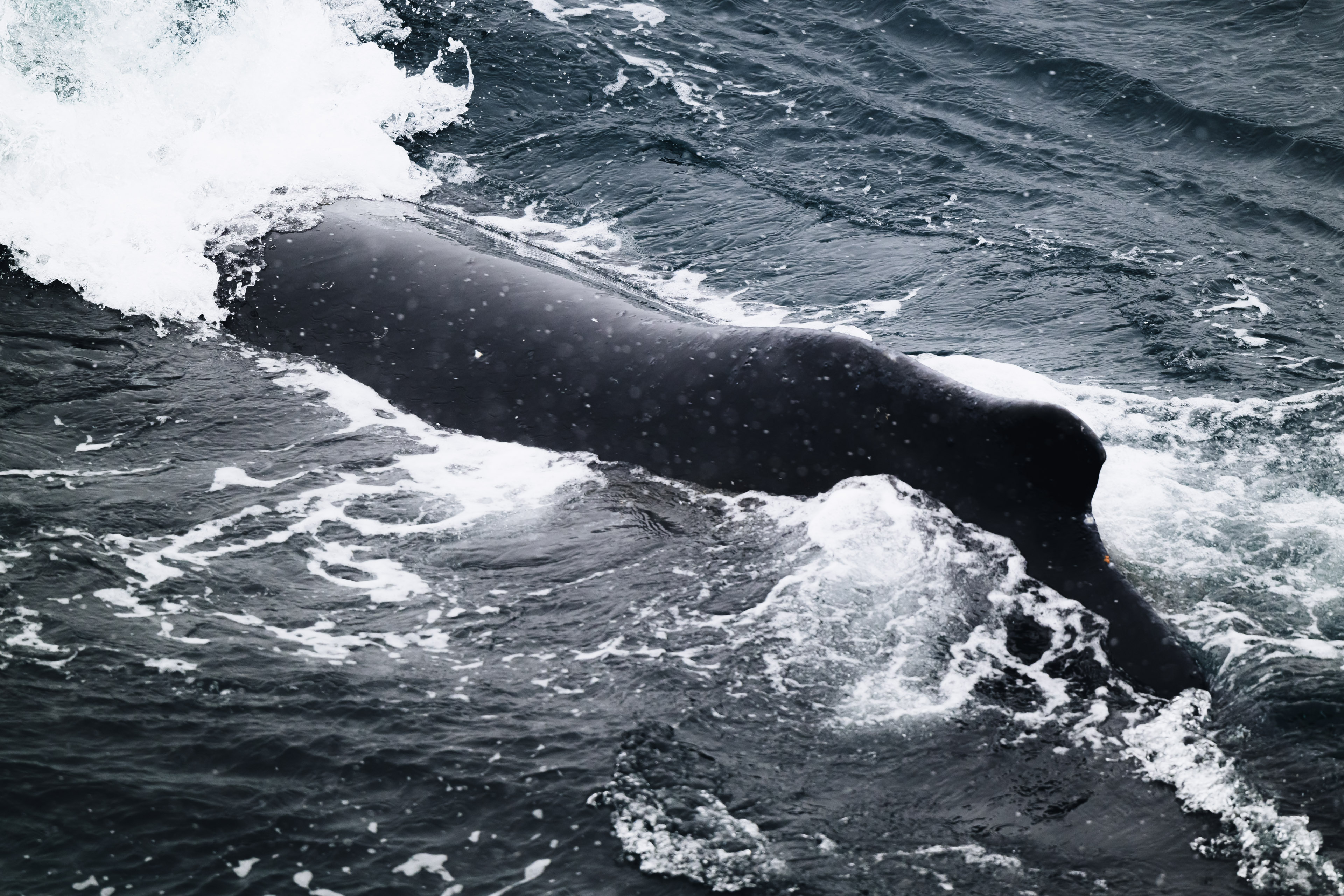 Humpback Whale, *Megaptera novaeangliae* © Zhehao Hu